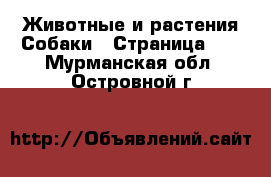 Животные и растения Собаки - Страница 15 . Мурманская обл.,Островной г.